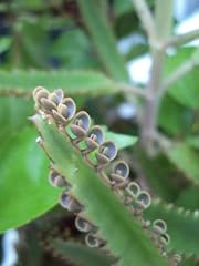 Mother thousands easy for sale  Delivered anywhere in USA 