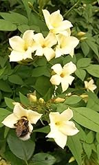 Jasmine officinale clotted for sale  Delivered anywhere in Ireland