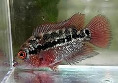 Red dragon flowerhorn for sale  Delivered anywhere in USA 