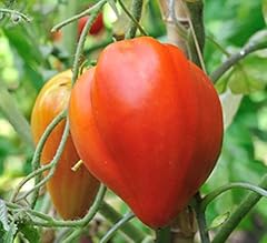 Semi pomodoro cuore usato  Spedito ovunque in Italia 