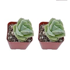 Succulents set pack for sale  Delivered anywhere in USA 