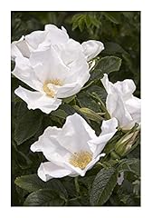 Seeds rosa rugosa for sale  Delivered anywhere in UK