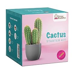 Cactus kit grow for sale  Delivered anywhere in UK