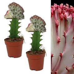 Carbeth plants euphorbia for sale  Delivered anywhere in UK