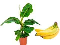 Real live banana for sale  Delivered anywhere in UK