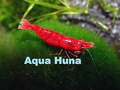Red cherry shrimp for sale  Delivered anywhere in USA 