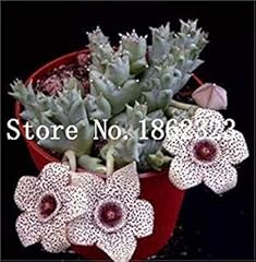 120pcs piante stapelia d'occasion  Livré partout en France