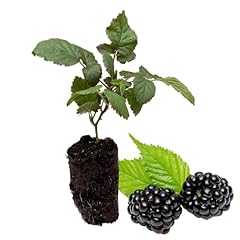 Blackberry plants caddo for sale  Delivered anywhere in USA 