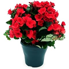 Begonia rossa fiorita usato  Spedito ovunque in Italia 