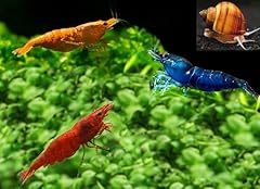 Swimming creatures premium for sale  Delivered anywhere in USA 