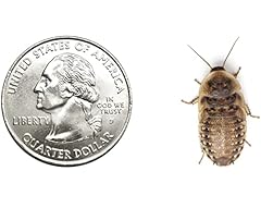 Dubia roaches 200 for sale  Delivered anywhere in USA 