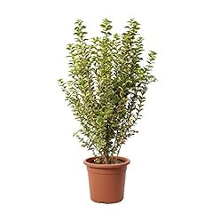 Kentis ligustrum japonicum usato  Spedito ovunque in Italia 