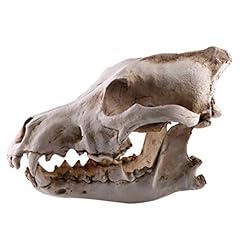 Vosarea wolf skull for sale  Delivered anywhere in USA 