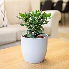 Plant theory 15cm for sale  Delivered anywhere in Ireland