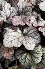 Heuchera cinnabar silver for sale  Delivered anywhere in UK