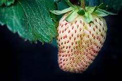 Pineberry plants grow for sale  Delivered anywhere in USA 