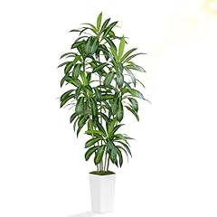 Zeeoze dracaena plant for sale  Delivered anywhere in USA 