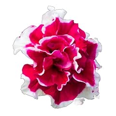 Petunia plants duo for sale  Delivered anywhere in UK