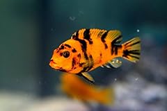 Pair red blotch for sale  Delivered anywhere in USA 
