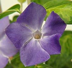 Vinca periwinkle major for sale  Delivered anywhere in UK