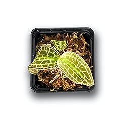 Macodes sanderiana lighting for sale  Delivered anywhere in USA 