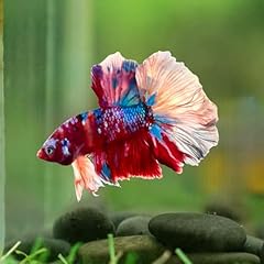 Tropical live fish for sale  Delivered anywhere in USA 