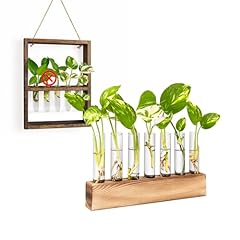 Kaxyew plant terrarium for sale  Delivered anywhere in USA 