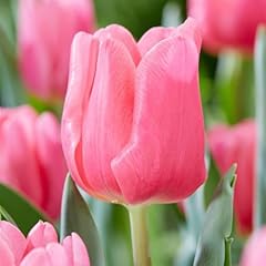 Tulpenzwiebeln single pink gebraucht kaufen  Wird an jeden Ort in Deutschland