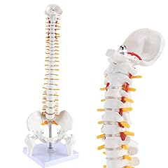 Hingons miniature spine for sale  Delivered anywhere in USA 