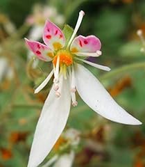 Saxifrage stolinifera funky for sale  Delivered anywhere in UK