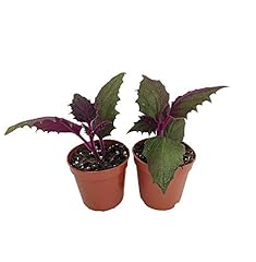 Purple passion live for sale  Delivered anywhere in USA 