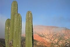 Portal cool trichocereus usato  Spedito ovunque in Italia 