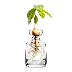 Yaoxianwu glass avocado for sale  Delivered anywhere in UK
