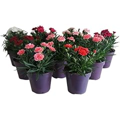 Dianthus oscar pack for sale  Delivered anywhere in UK