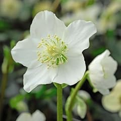 Helleborus niger christmas for sale  Delivered anywhere in UK