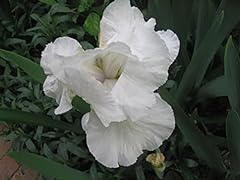 White elegant blooming for sale  Delivered anywhere in USA 