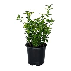 Golden euonymus green for sale  Delivered anywhere in USA 