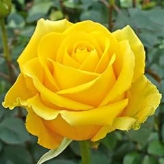 Rose bush live for sale  Delivered anywhere in USA 
