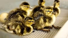 Fertile duck hatching for sale  Delivered anywhere in USA 