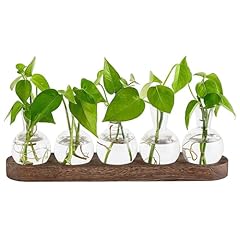 Zoydp plant propagation for sale  Delivered anywhere in UK