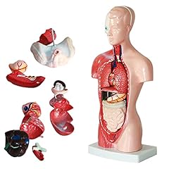 Uigjiog 28cm human for sale  Delivered anywhere in UK