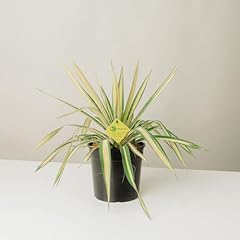Plantì yucca filamentosa usato  Spedito ovunque in Italia 