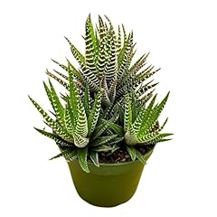 Bubbleblooms zebra haworthia for sale  Delivered anywhere in USA 