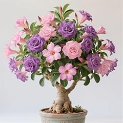 Mix garden bulbs for sale  Delivered anywhere in UK
