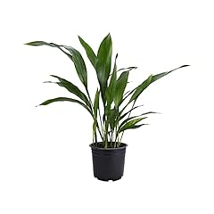 American plant cast for sale  Delivered anywhere in USA 