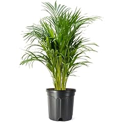 American plant live for sale  Delivered anywhere in USA 