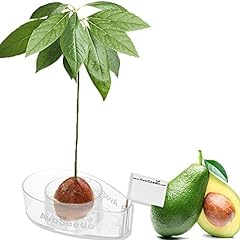 Avoseedo avocado tree for sale  Delivered anywhere in USA 