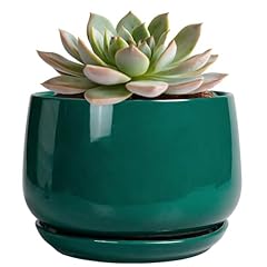 Epgardening inch plant for sale  Delivered anywhere in USA 