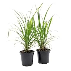 Lemongrass live plant for sale  Delivered anywhere in USA 