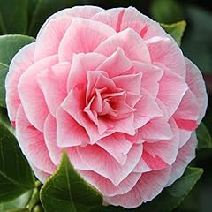 Camellia japonica bonomiana for sale  Delivered anywhere in UK